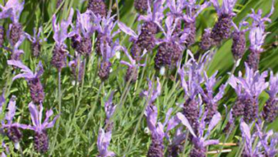 Photo of Lavanda con foglie di felce, Lavanda Pennata, Lavanda Canaria