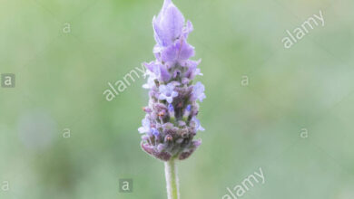 Photo of Lavanda dentata, lavanda con frange