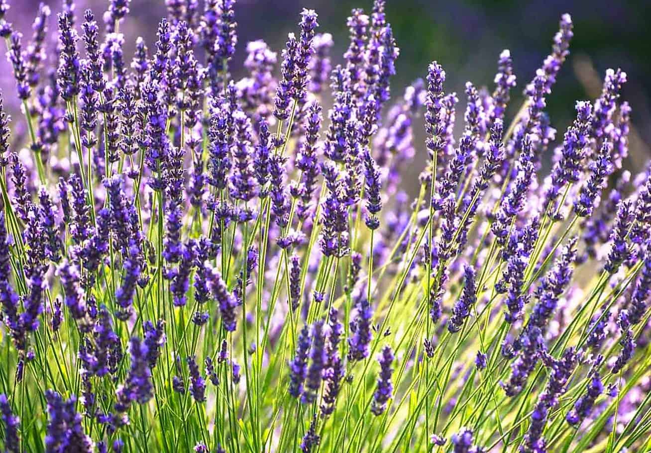 Lavanda - Il Giardino Commestible