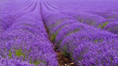 Photo of Lavandula angustifolia, Lavanda o cura delle piante di lavanda