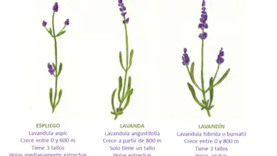 Photo of Lavandula Lavanda, Lavandin