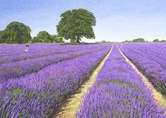 Photo of Lavender Plant Partners: Imparare a piantare con la lavanda