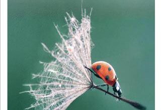 Photo of Le forbicine dall’aspetto spaventoso sono un parassita da giardino o un amico?