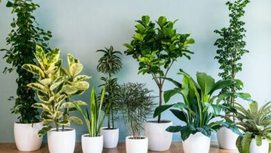 Photo of Le migliori piante d’appartamento