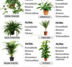 Photo of Le migliori piante e verdure per i giardinieri principianti