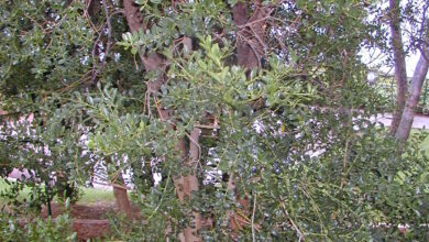 Photo of Legno di bosso africano, mirina africana