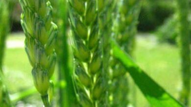 Photo of L’erba cipollina, una specie usata come pianta da foraggio