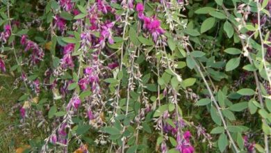 Photo of Lespedeza thunbergii Lespedeza de Thunberg