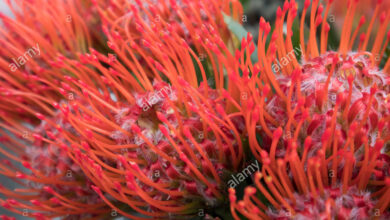 Photo of Leucospermum cordifolium Cuscino per spilli arancione