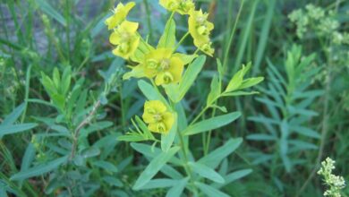 Photo of L’euforbia frondosa