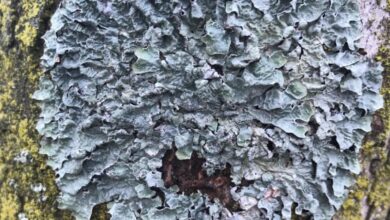 Photo of licheni