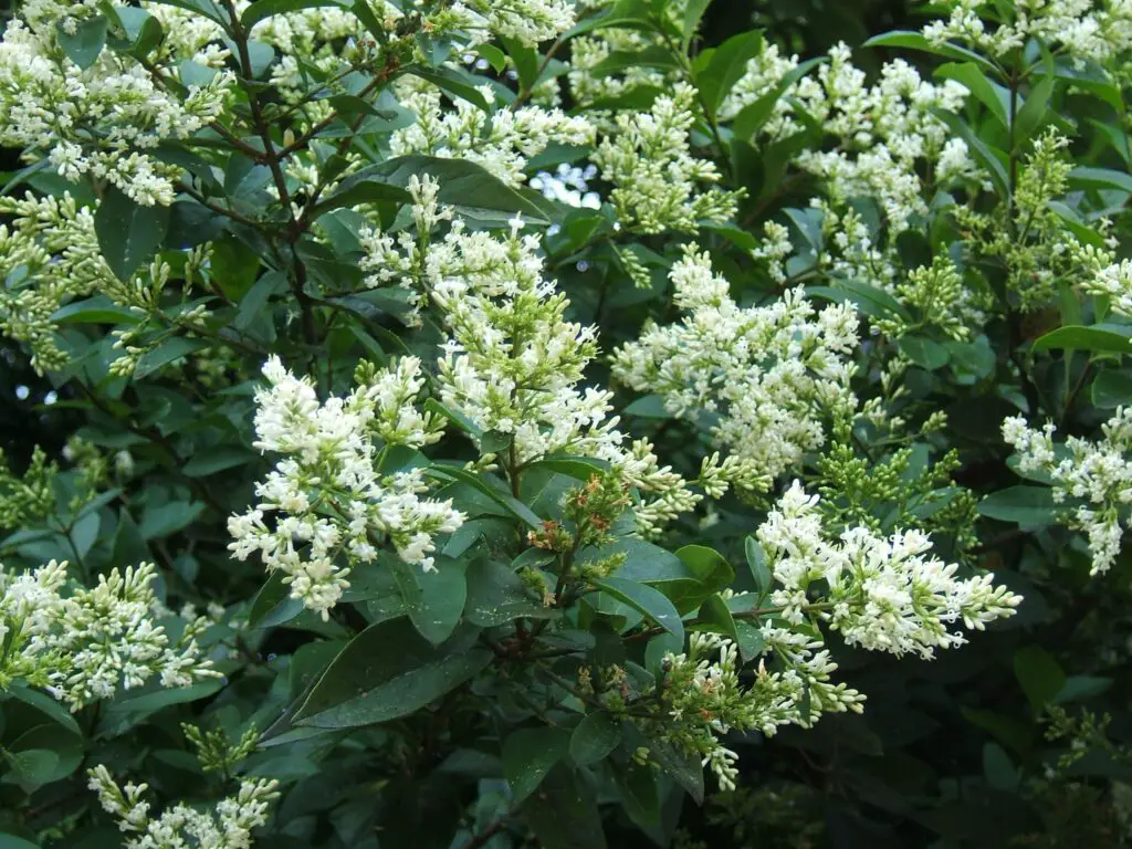 Ligustrum ovalifolium Troena della California Il Giardino Commestible
