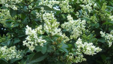 Photo of Ligustrum ovalifolium Troena della California