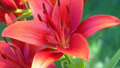 Photo of Lilium amarillo trompeta Reine d’Afrique