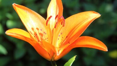 Photo of Lilium bulbiferum Lys arancione