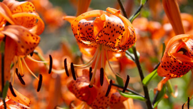 Photo of Lilium lancifolium Giglio tigrato