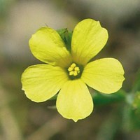 Photo of Linum suffruticosum, un piccolo arbusto con accattivanti fiori bianchi.