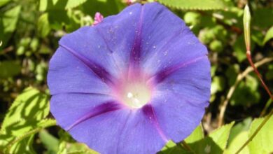 Photo of L’Ipomoea alba produce fiori che si possono vedere di notte.