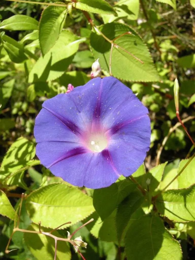 L'Ipomoea alba produce fiori che si possono vedere di notte. Il Giardino Commestible