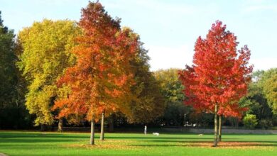 Photo of Liquidambar stiraciflua o cura degli alberi di Estorac