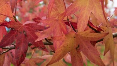 Photo of Liquidambar styraciflua Copalm of America