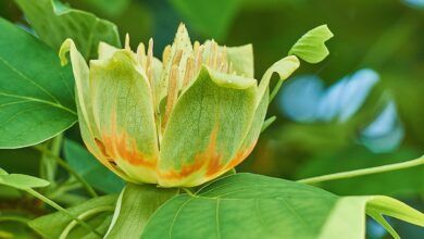 Photo of Liriodendron tulipifera Tulipano, Giglio