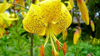 Photo of Lis de Leichtlin, Lilium leichtlinii