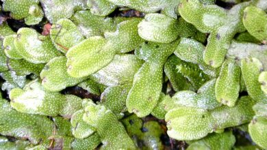 Photo of Liverworts