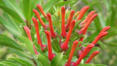 Photo of Lobelia care excelsa o Tupa