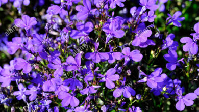 Photo of Lobelia erinus Lobelia annuale, Lobelia di confine, Erine Lobelia, Lobelia blu