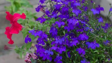 Photo of Lobelia, fiore cardinale