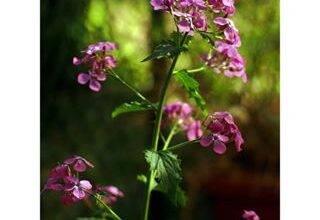 Photo of Lunaria annua, i cui frutti la rendono unica