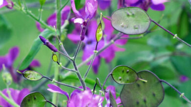 Photo of Lunaria annuale, Menta del Papa, Erba con gli scudi