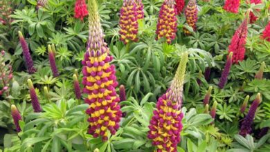 Photo of Lupin de Russell, Lupin de jardin