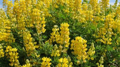 Photo of Lupinus arboreus Tree lupine, Lupinus arboreus, Tree lupine