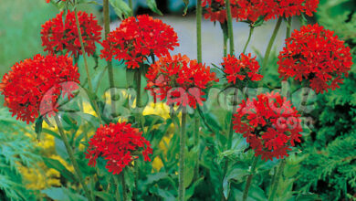 Photo of Lychnis chalcedonica Cruz de Jerusalén, Cruz de Malta