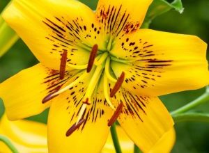 Photo of Lycoris amarillo, Giglio ragno giallo