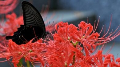 Photo of Lycoris radiata Lycoris rosso, Amaryllis giapponese, Giglio ragno giapponese