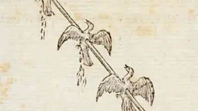 Photo of Lysimachus cinese, Lysimachus a collo di cigno