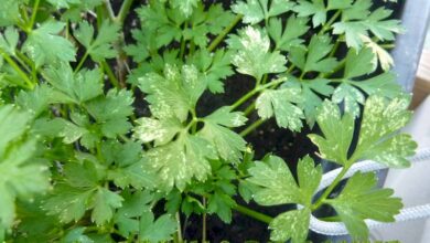 Photo of Macchia di foglie di prezzemolo: cosa causa la macchia di foglie sulle piante di prezzemolo?