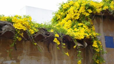 Photo of Macfadyena unguis-cati o cura delle piante di Cat’s Claw