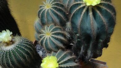 Photo of Magnifica parodia