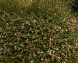 Photo of Magnolia dello Yunnan persistente, Michelia dello Yunnan