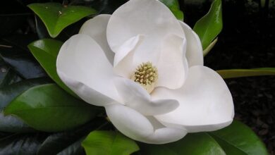 Photo of Magnolia grandiflora Magnolia estiva, Magnolia a fiore grande