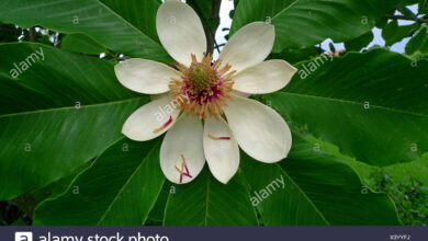 Photo of Magnolia ipoleuca magnolia giapponese a foglia grande