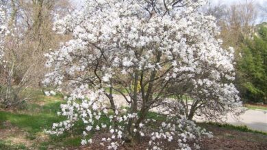 Photo of Magnolia stellata, un cespuglio dalla grande fioritura aromatica.