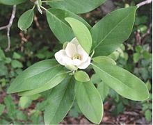 Photo of Magnoliaceae
