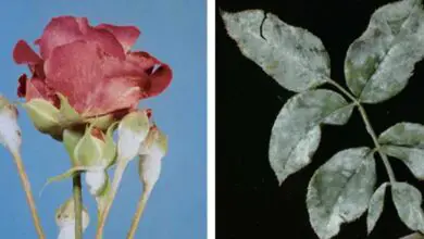 Photo of Malattia della rosa – come prendersi cura del proprio rosaio