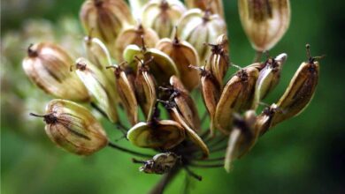 Photo of Malattie dell’anice comune: come trattare una pianta di anice malata