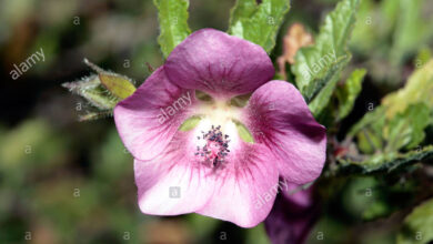 Photo of Malva del Capo, Malva africana, Capo Anisodonte